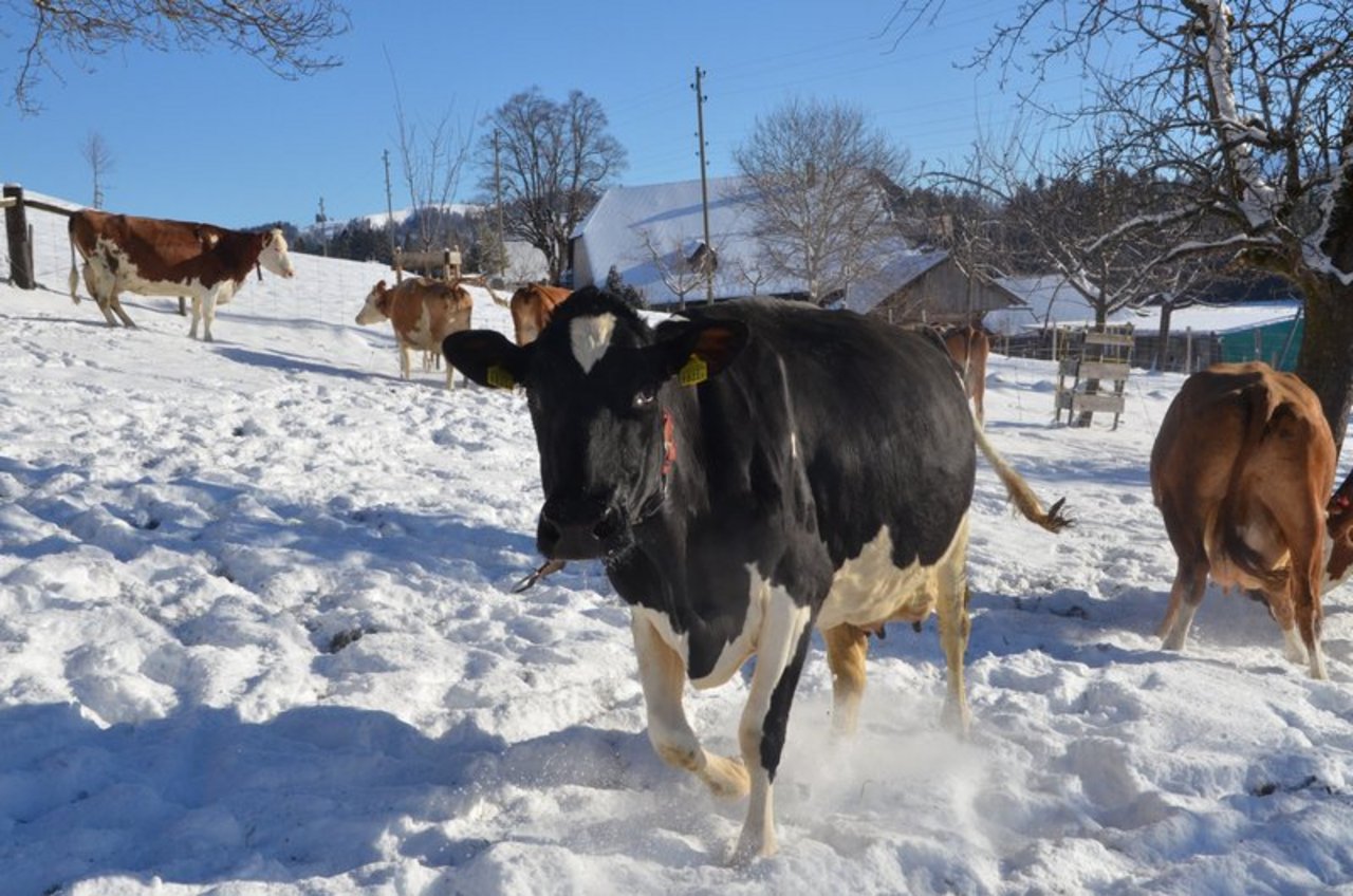 Tierschützer kritisieren, dass Tiere vor allem im Winter zu wenig Auslauf hätten. (Aline Küenzi)