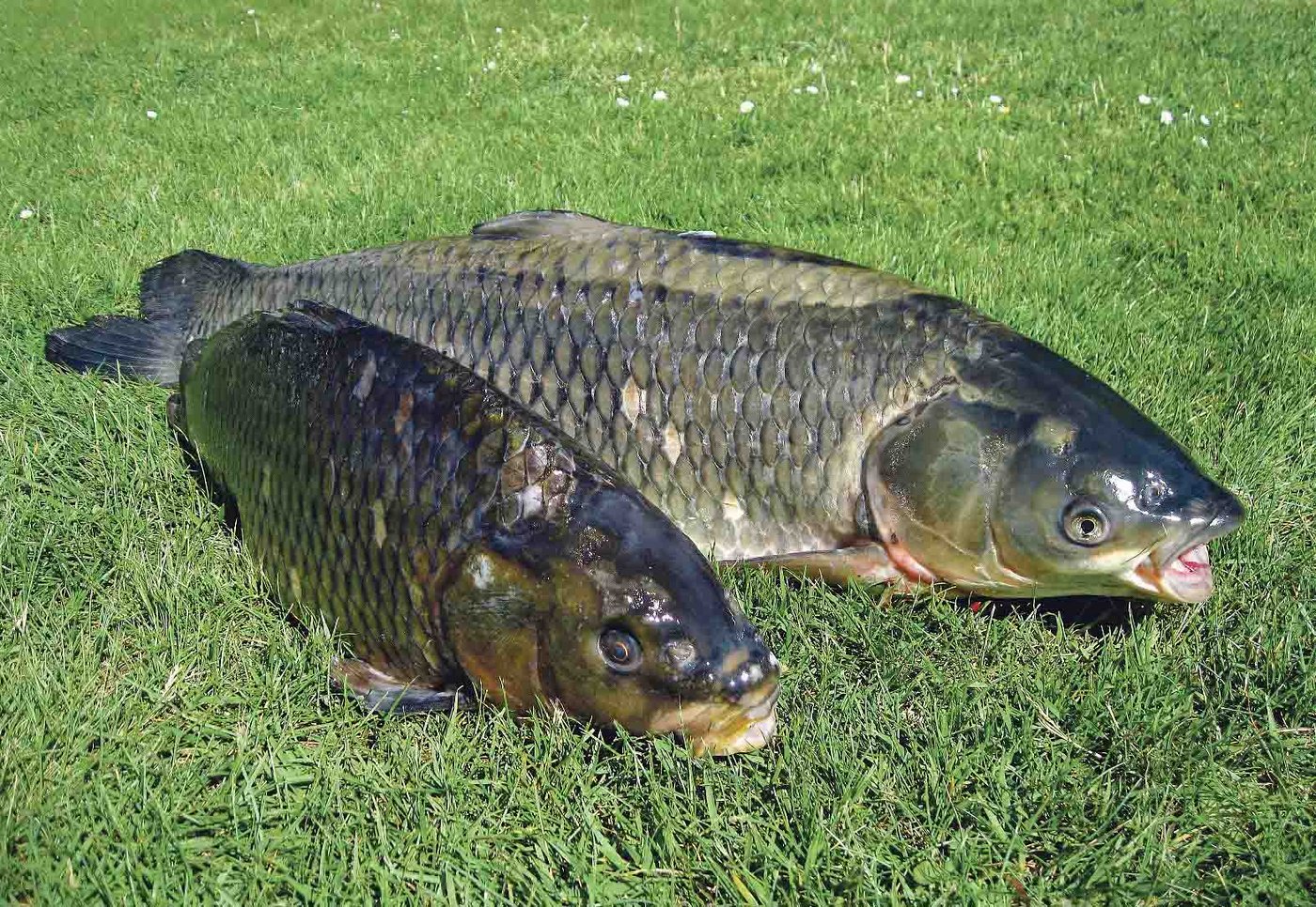 Graskarpfen. (Bild Erika Hartmann  / pixelio.de) 