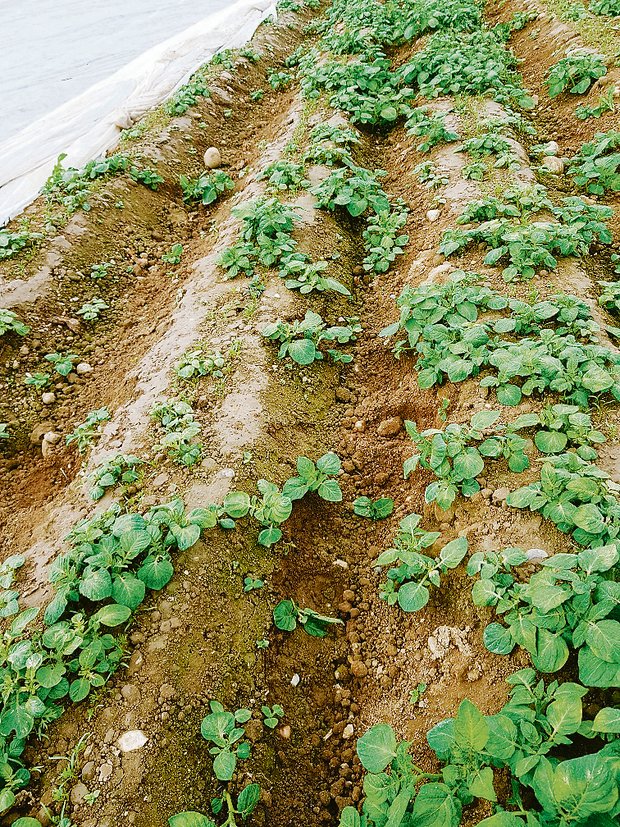 Im Karottenfeld des anonymen Landwirts dominiert der Durchwuchs der Ausfallkartoffeln vom vergangenen Jahr. (Bilder zVg)