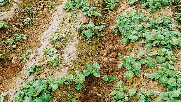 Im Karottenfeld des anonymen Landwirts dominiert der Durchwuchs der Ausfallkartoffeln vom vergangenen Jahr. (Bilder zVg)