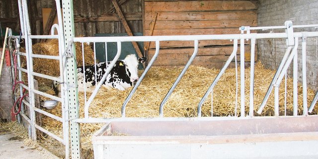 Die Auslaufvorschriften bei Kühen in der Abkalbebox müssen eingehalten werden, oder der Betriebsleiter kann ein Arztzeugnis vorweisen. (Bild aw)