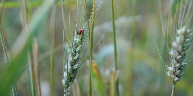 Bio ist in, und zwar rund um den Globus. Nur China bildet eine Ausnahme: Dort ging von 2018 bis 2019 die biologisch bewirtschaftete Fläche zurück. (Bild kirahoffmann/Pixabay)