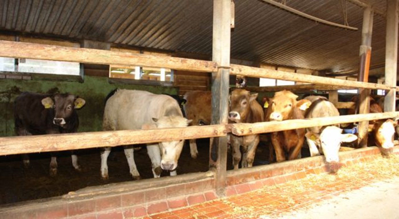 Das grosse Bankvieh profitiert vom Regenwetter: Preisaufschlag für nächste Woche ab dem 20. Juni um 10 Rp. auf Fr. 9.10 pro kg SG für Muni, Rinder, Ochsen. (Bild BauZ)