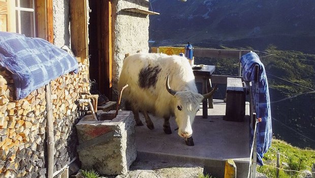 Dieses Yak nimmt die Terrasse in Beschlag.