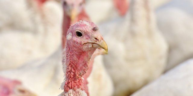 Es soll sich um eine hochpathogene Form des Vogelgrippe-Erregers handeln. (Bild Pixabay)