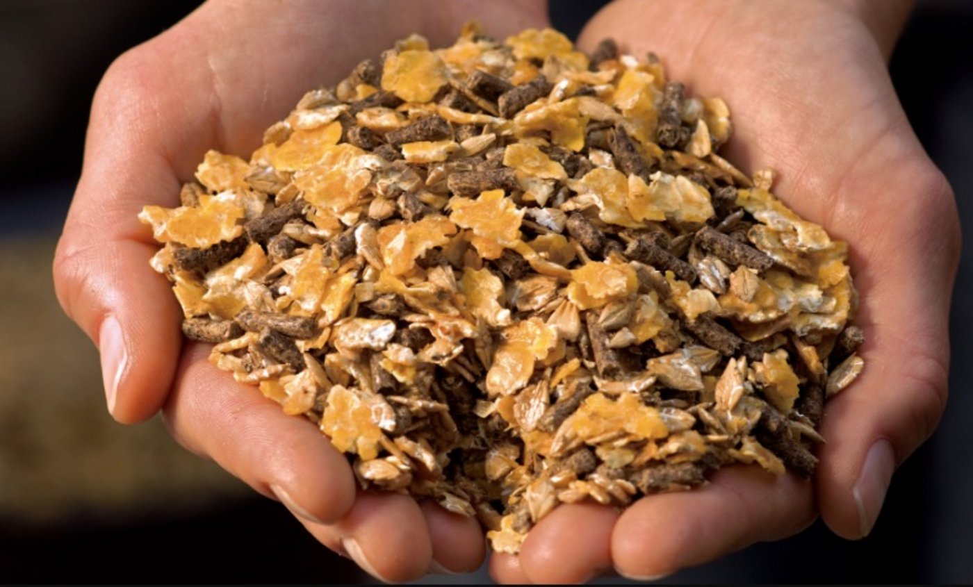 Bei Gerste, Triticale und Hafer sei das Szenario realistisch, dass man den Bedarf der Mischfutterhersteller vollständig abdecke. (Bild marstall.ch)