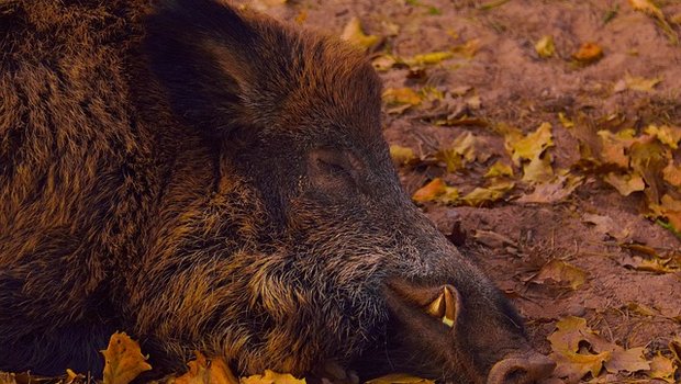 Vor einem Berliner Supermarkt hat ein pensionierter Metzger ein Wildschwein geschlachtet. (Symbolbild Pixabay)
