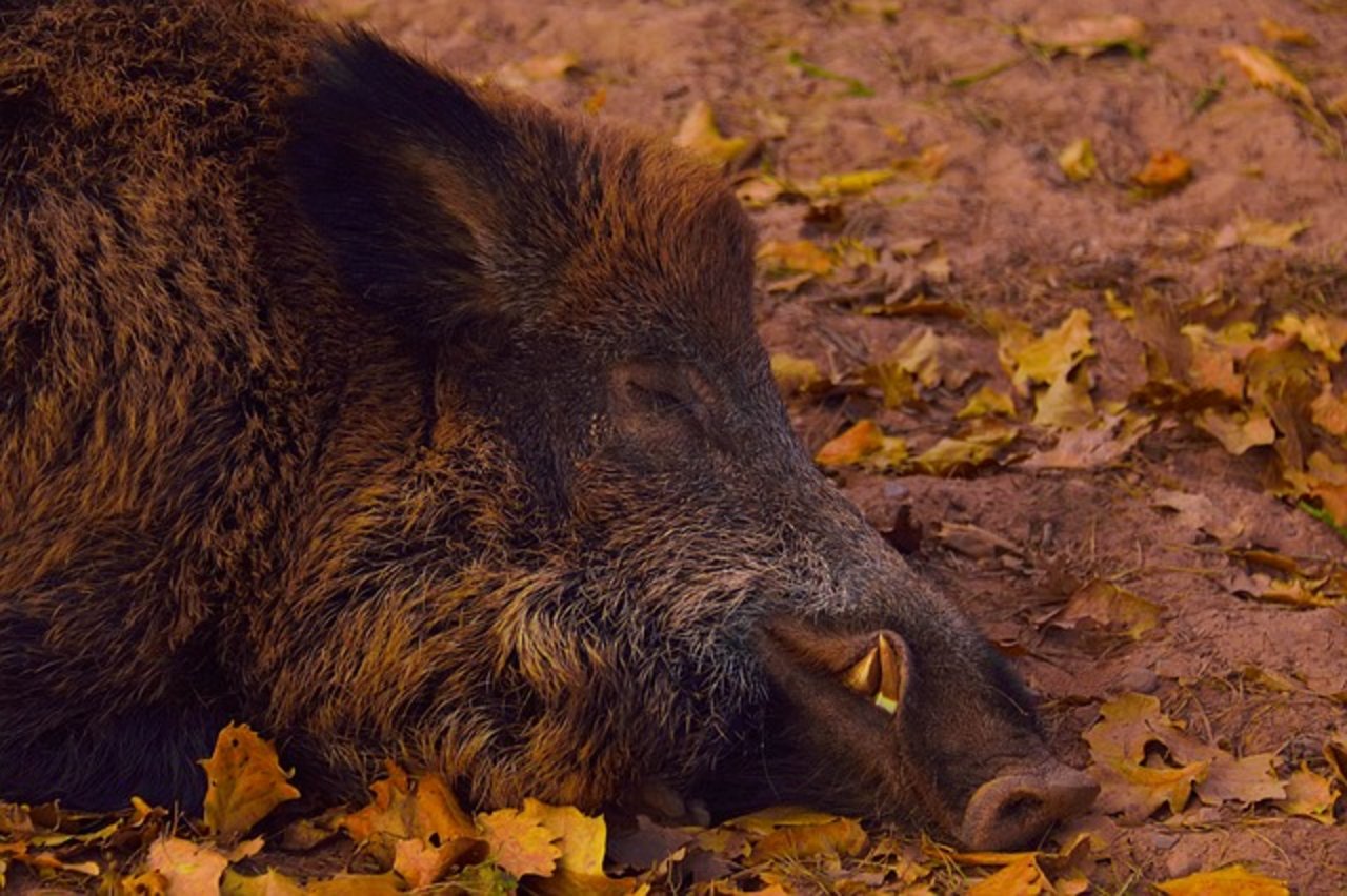 Vor einem Berliner Supermarkt hat ein pensionierter Metzger ein Wildschwein geschlachtet. (Symbolbild Pixabay)