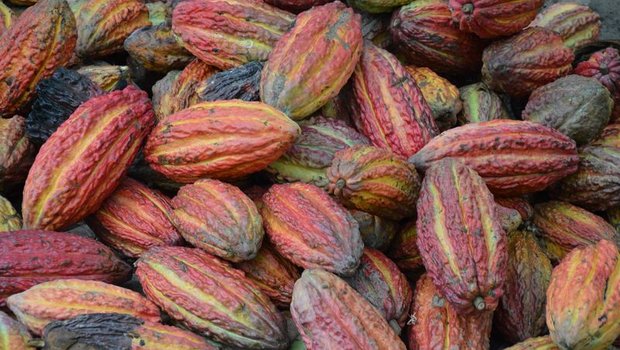 Kinderarbeit im Kakaoanbau zu verhindern, ist laut Chocosuisse für die Branche eine zentrale Herausforderung. (Bild Pixabay) 