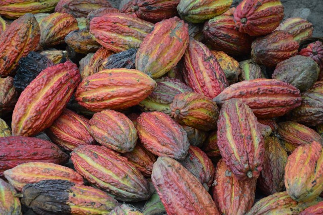 Kinderarbeit im Kakaoanbau zu verhindern, ist laut Chocosuisse für die Branche eine zentrale Herausforderung. (Bild Pixabay) 