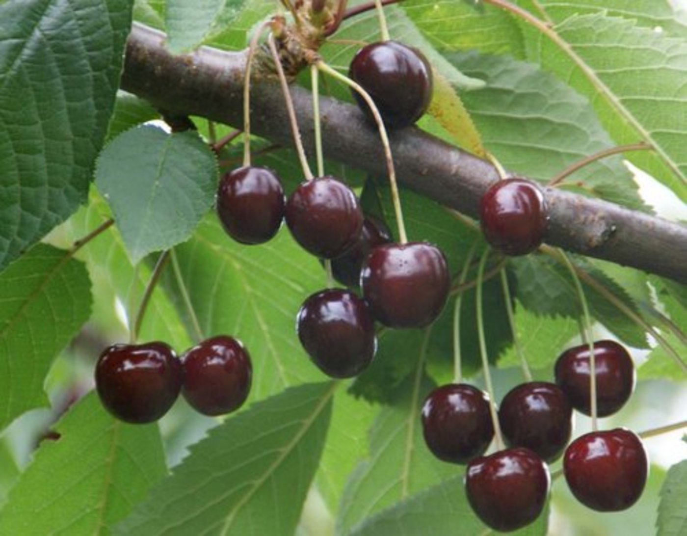 Bei den Kirschen rechnet das Bundesamt für Landwirtschaft (BLW) heuer aufgrund des milden Winters und der momentan warmen Temperaturen mit starkem Schädlingsdruck. (Bild: lid)