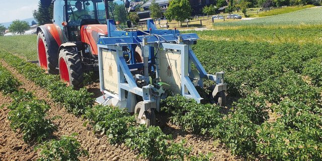 Der «Beetle Collector» rüttelt an den Stauden. Die Kartoffelkäfer prallen gegen eine Plane und landen im Sammelbehälter. Dadurch konnten laut FiBL bei langsamer Geschwindigkeit und hoher Drehzahl 80 bis 100 % der Käfer aufgesammelt werden. 