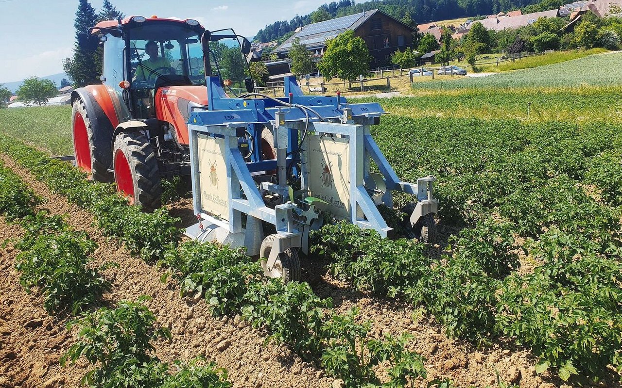 Der «Beetle Collector» rüttelt an den Stauden. Die Kartoffelkäfer prallen gegen eine Plane und landen im Sammelbehälter. Dadurch konnten laut FiBL bei langsamer Geschwindigkeit und hoher Drehzahl 80 bis 100 % der Käfer aufgesammelt werden. 