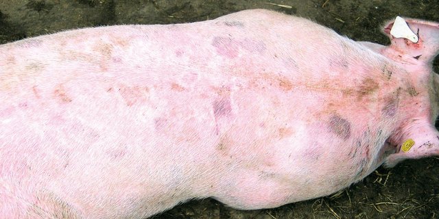 Die für Rotlauf typischen rechteckigen, leicht erhabenen Rötungen werden Backsteinblattern genannt. Bild: Suisag