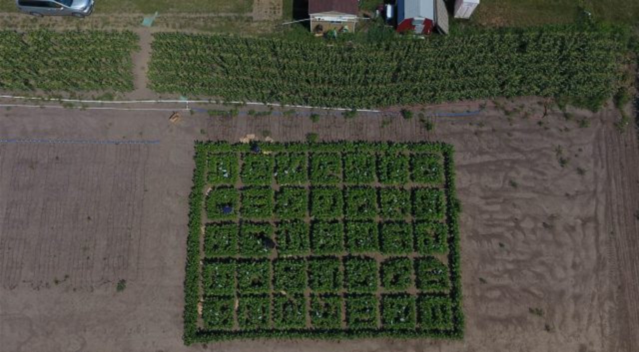 Die Versuche sind auch auf dem Feld gelungen. (Bild: © James Baltz/College of Agricultural, Consumer and Environmental Sciences)