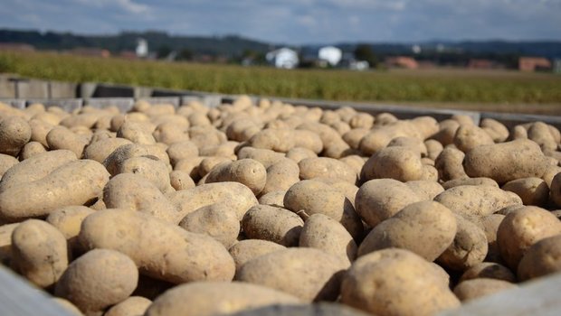 Die Lager mit Kartoffeln der letzten Ernte leeren sich zusehends. Nun sollen möglichst rasch die ersten neuerntigen Knollen für Nachschub sorgen. (Bild BauZ)
