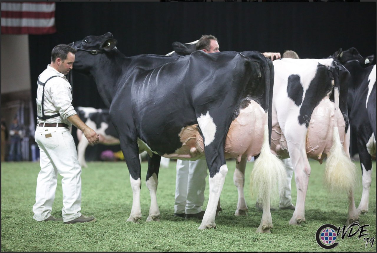 Den Reserve-Titel bei den Holstein sicherte sich Oakfield GC Darby, eine Gold Chip-Tochter von Trent Valley, T&L Cattle LTD., Mell und Borba. (Bilder WDE)