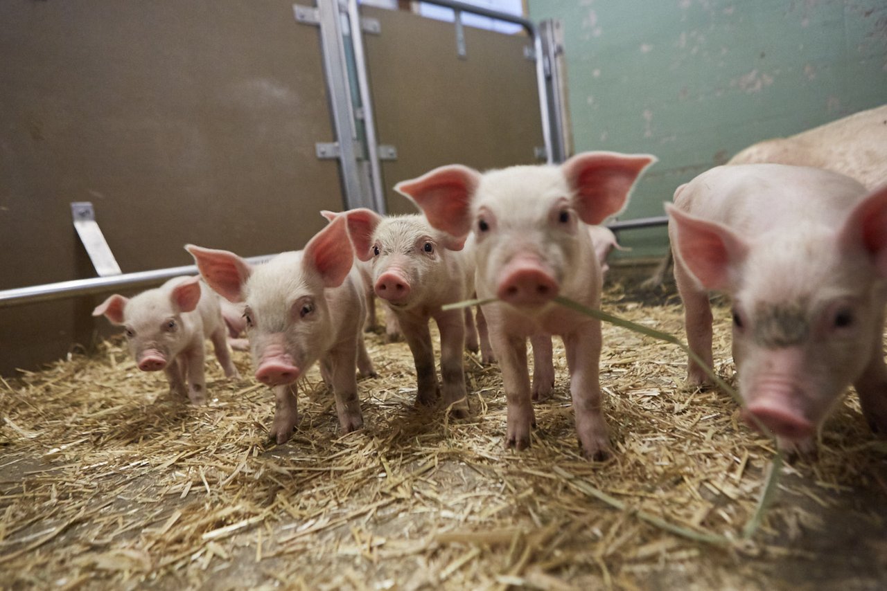 In Zusammenarbeit mit dem Schweizer Tierschutz lanciert Lidl ein Label für noch mehr Tierwohl in der Schweinehaltung. (Bild zVg)