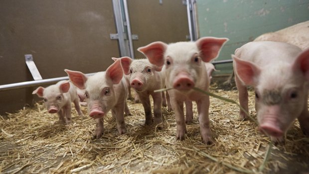 In Zusammenarbeit mit dem Schweizer Tierschutz lanciert Lidl ein Label für noch mehr Tierwohl in der Schweinehaltung. (Bild zVg)