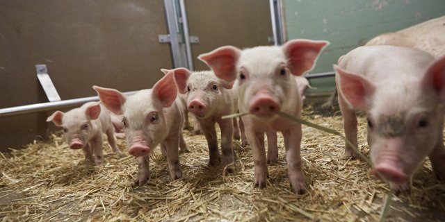 In Zusammenarbeit mit dem Schweizer Tierschutz lanciert Lidl ein Label für noch mehr Tierwohl in der Schweinehaltung. (Bild zVg)
