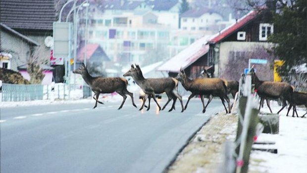 Zwischen Bad Ragaz und Mels kam es im Januar und in den ersten Februartagen bereits zu zehn Verkehrsunfällen mit Hirschen. (Bild zVg)