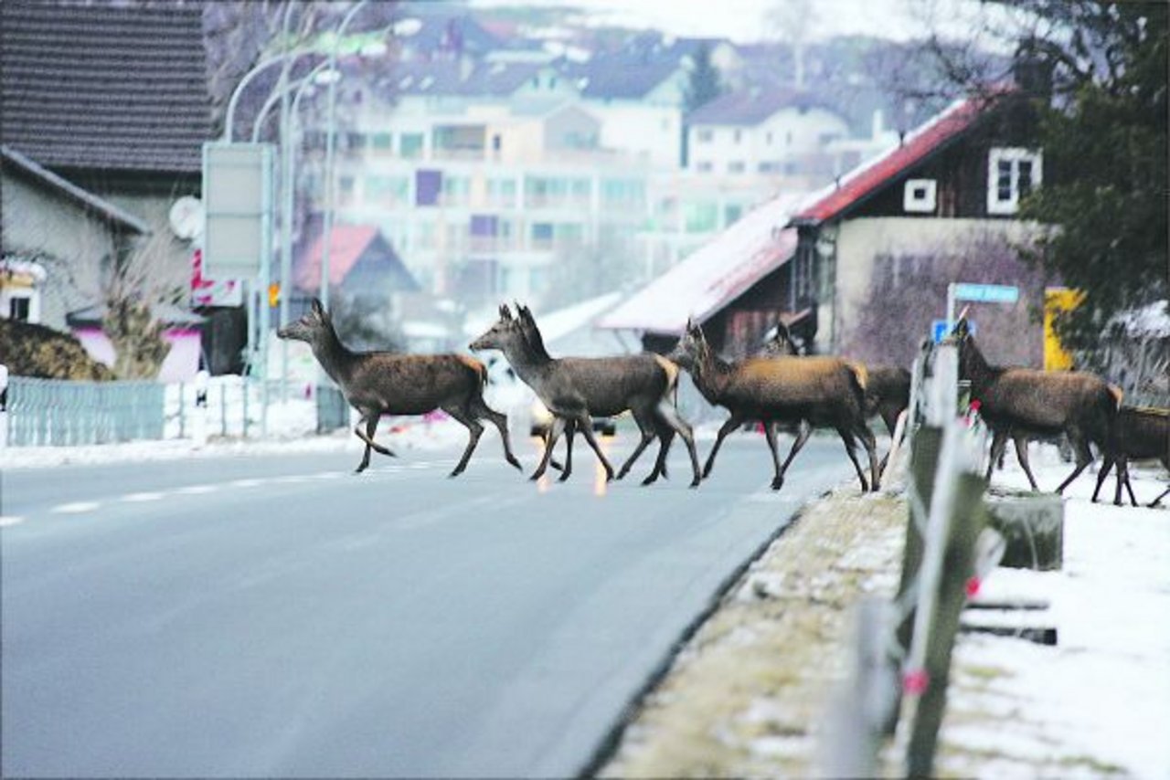 Zwischen Bad Ragaz und Mels kam es im Januar und in den ersten Februartagen bereits zu zehn Verkehrsunfällen mit Hirschen. (Bild zVg)