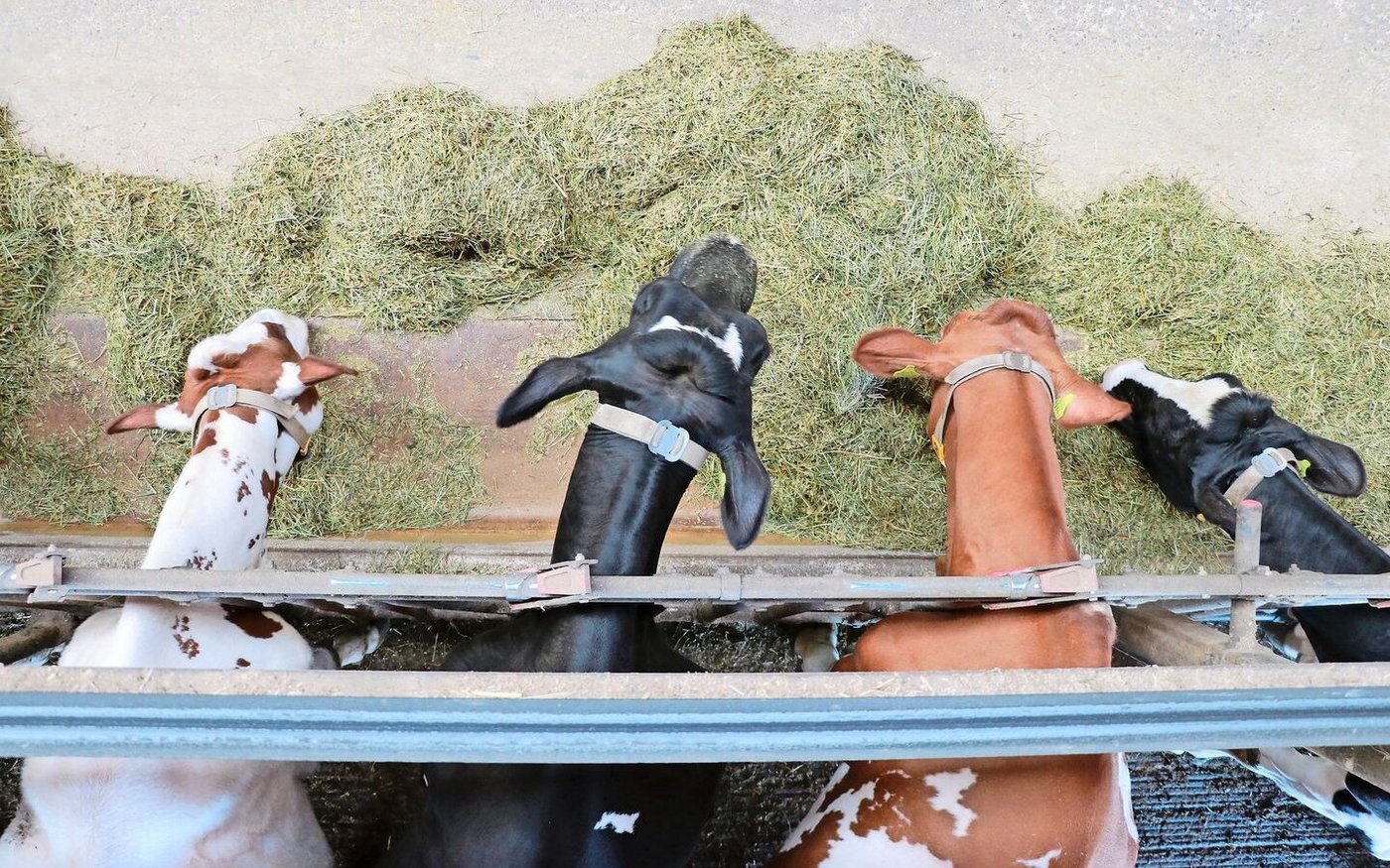 Eine Mischration hat viele Vorteile; die Pansensynchronisation wird dadurch aber nicht garantiert.