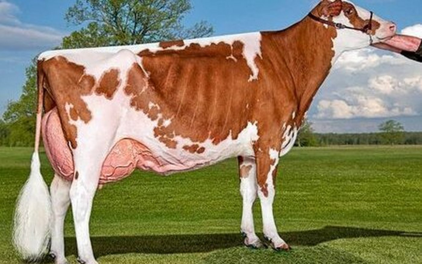 Die höchst beschriebene Apple-Tochter ist die bekannte Miss Apple Redburst Snapple EX-96, die Mutter von Erbacres Snapple O’Kaliber Shakira EX-97. 