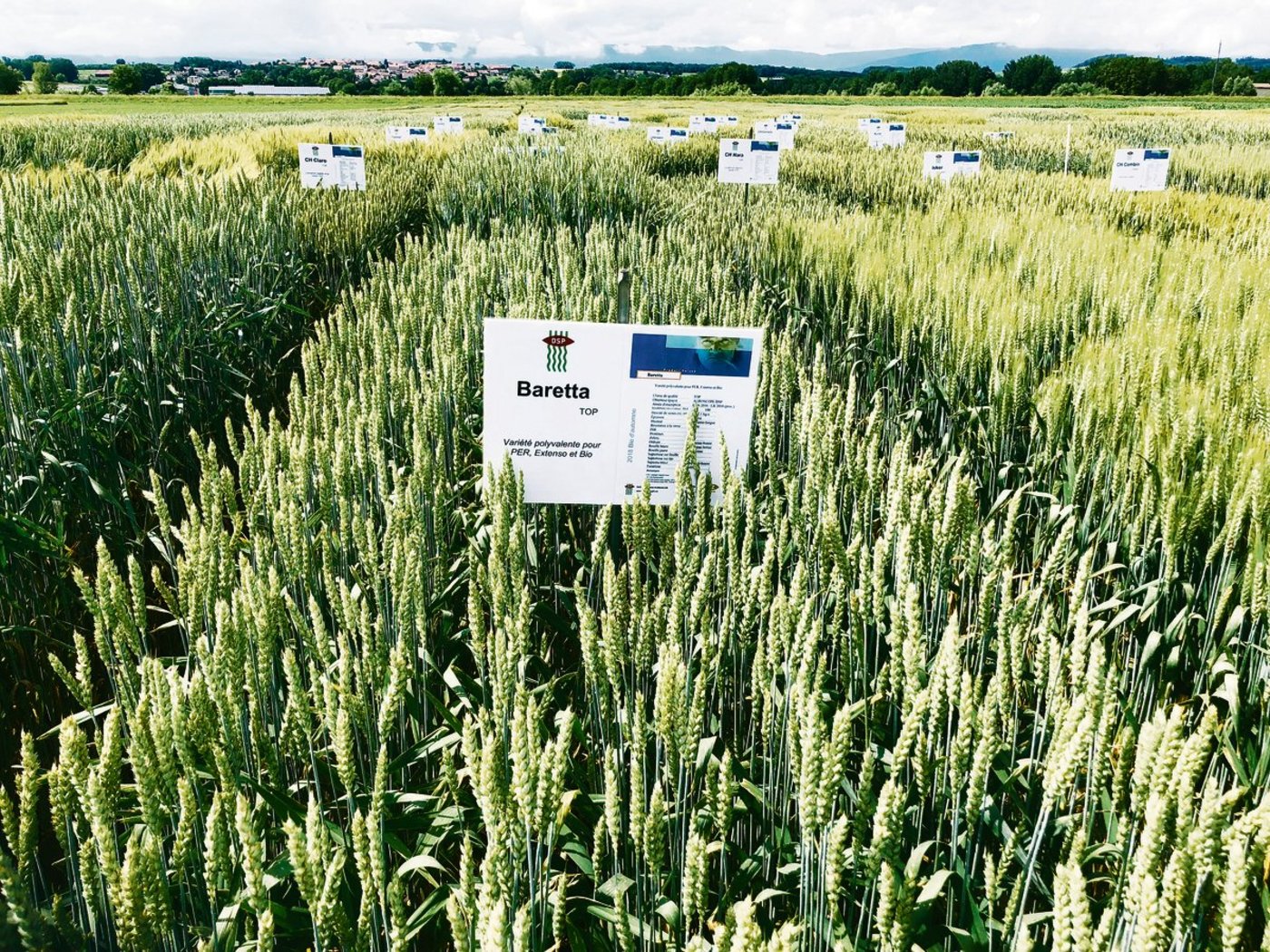 Auch wenn sie ähnlich aussehen – es lohnt sich doch, sich bei der Sortenwahl für die Herbsaat Zeit zu nehmen. (Bild FiBL)