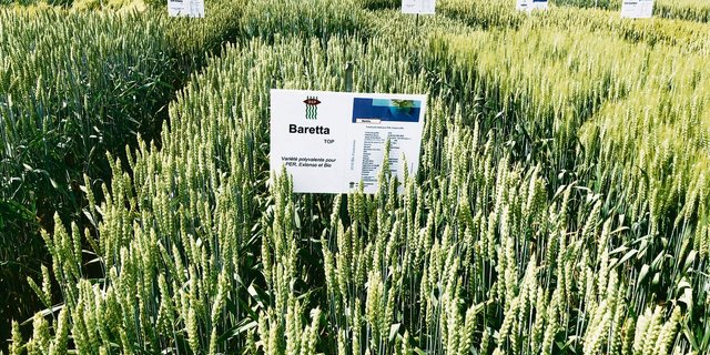 Auch wenn sie ähnlich aussehen – es lohnt sich doch, sich bei der Sortenwahl für die Herbsaat Zeit zu nehmen. (Bild FiBL)