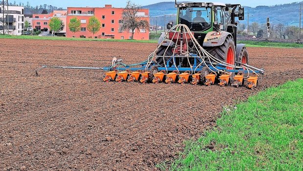 Die Zuckerrübensaat ist in vollem Gange. Dort, wo früh gesät wurde, steht die Schneckenfrass-Kontrolle an.