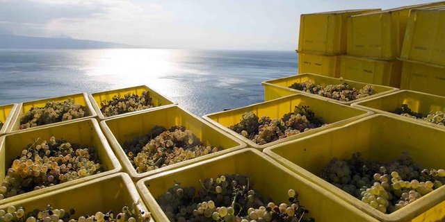 Die Waadtländer Weinernte fällt heuer prächtig aus. (Bild Communauté Interprofessionnelle du Vin Vaudois)