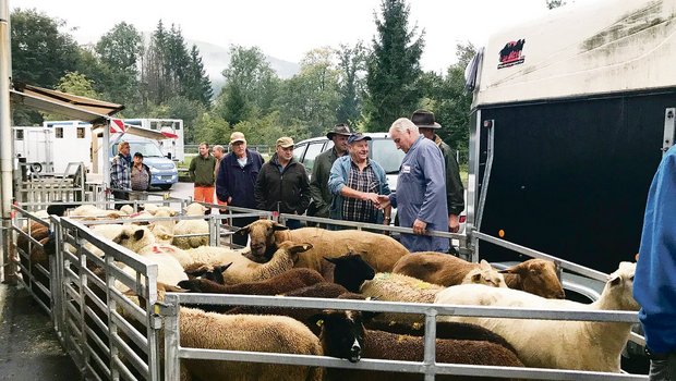 Die Schafe am Markt in Malters werden ausgeladen, taxiert, gewogen und dem Meistbietenden verkauft.(Bild Franziska Jurt)