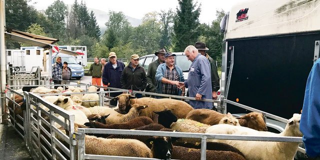 Die Schafe am Markt in Malters werden ausgeladen, taxiert, gewogen und dem Meistbietenden verkauft.(Bild Franziska Jurt)