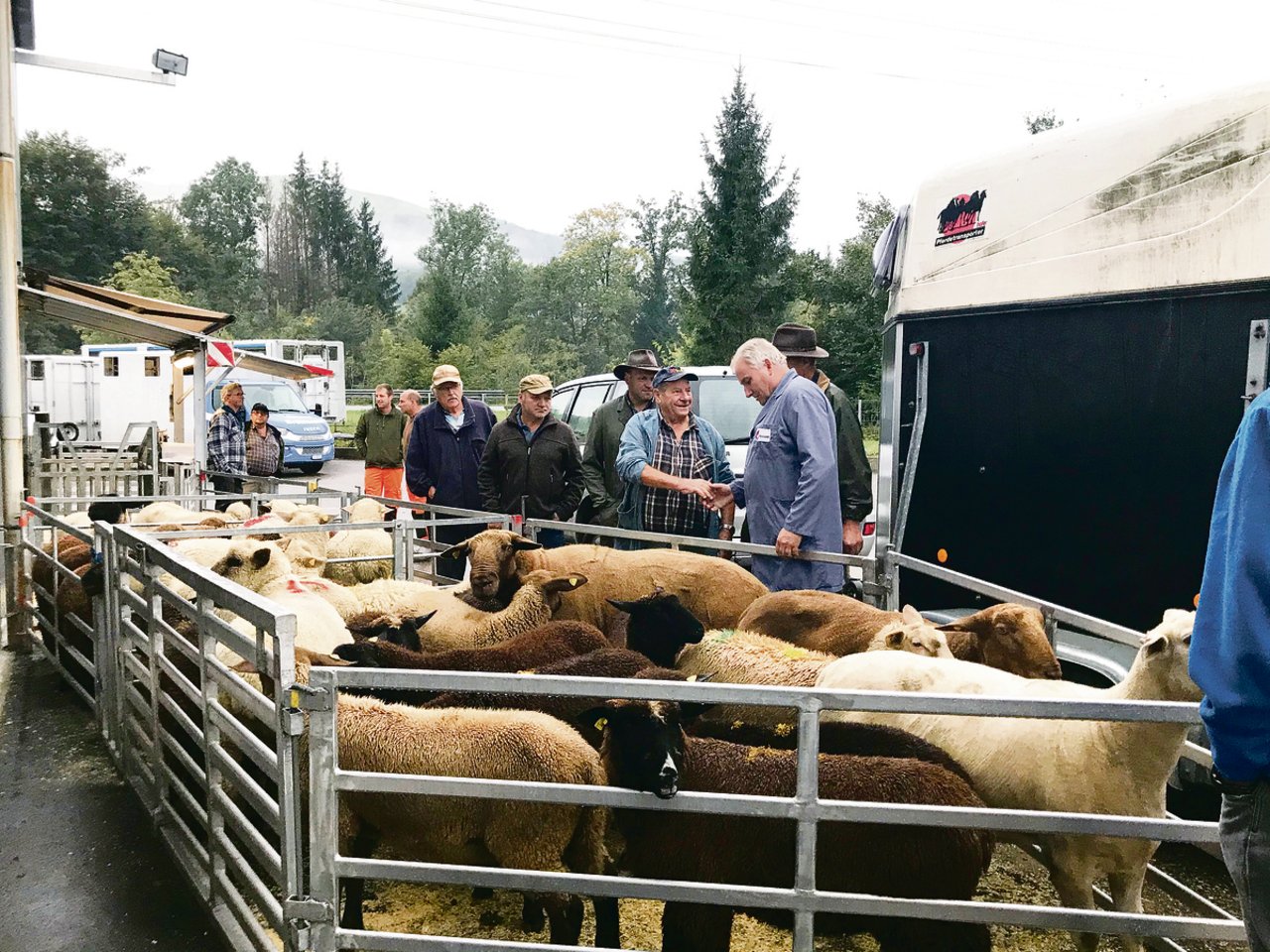 Die Schafe am Markt in Malters werden ausgeladen, taxiert, gewogen und dem Meistbietenden verkauft.(Bild Franziska Jurt)