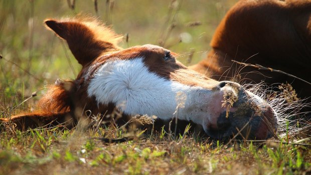 Fohlen liegen gerne draussen im Gras, während ihre Mutter in der Nähe weidet. Manchmal ist es auch eine Amme. (Bild Pixabay)