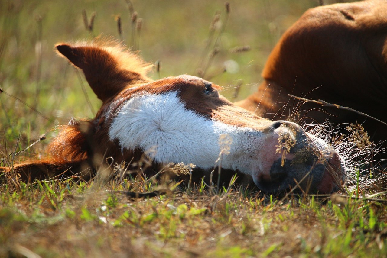 Fohlen liegen gerne draussen im Gras, während ihre Mutter in der Nähe weidet. Manchmal ist es auch eine Amme. (Bild Pixabay)