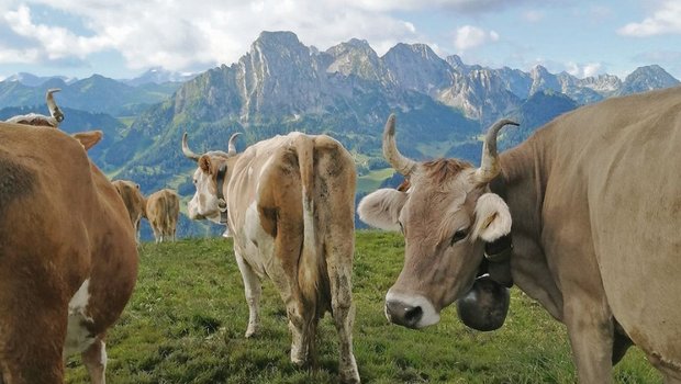 Die Kühe mit der Gebirgskette im Hintergrund. «Ist das nicht wunderbar?», fragt Toni Bergmann. (Bild Toni Bergmann)