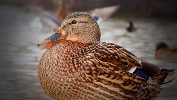 Direkter Kontakt über infizierte (Wild-)vögel ist nur ein möglicher Übertragungsweg der Vogelgrippe. (Bild Pixabay)
