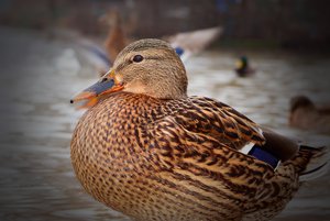 Direkter Kontakt über infizierte (Wild-)vögel ist nur ein möglicher Übertragungsweg der Vogelgrippe. (Bild Pixabay)