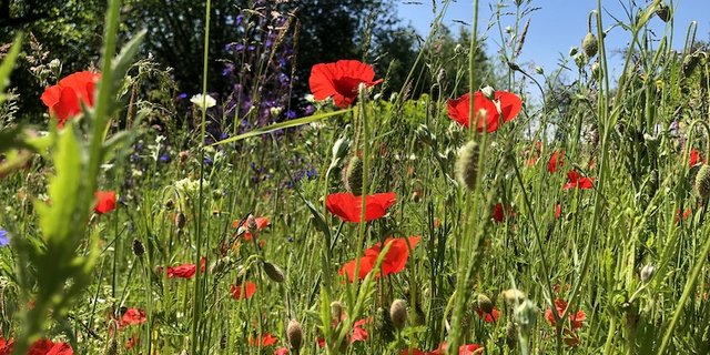 Die App «Naturpfade» und die Plattform «Future Planter» helfen die Biodiversiät zu fördern und zu entdecken. (Bild et)