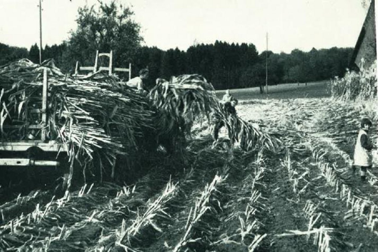 Damals war auf dem Feld noch mehr Handarbeit gefragt. (Bild E. Boss, Schweiz. Bauernsekretariat)