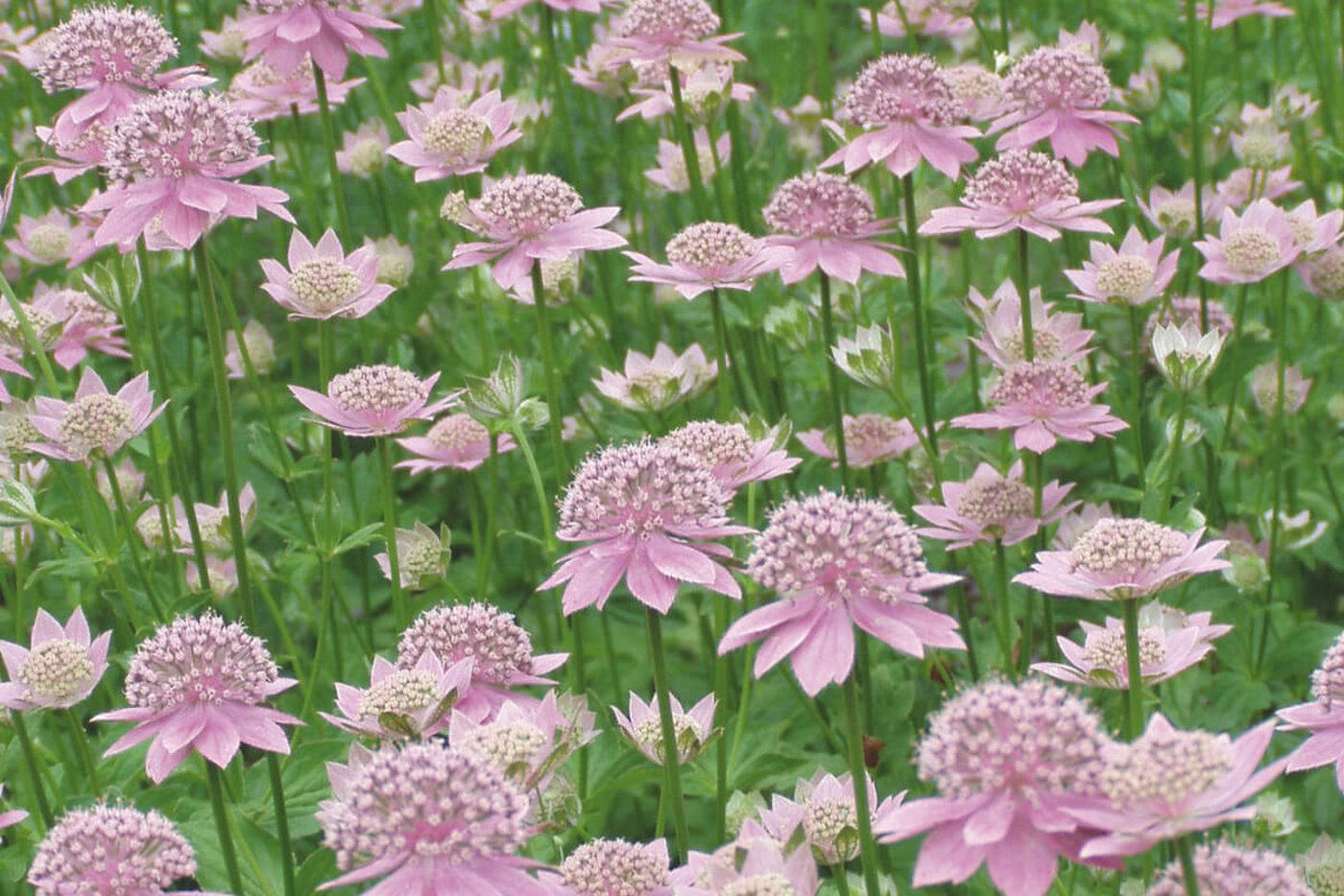Sterndolden en masse: Die Sorte «Astrantia maxima» (Foto: Gartenwerke)