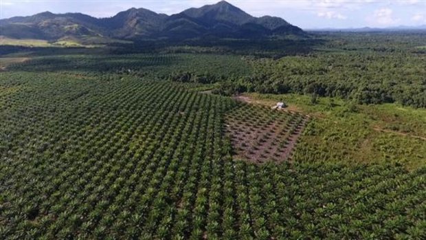 Der Anbau von Palmöl steht unter grosser Kritik. Wissenschaftler der University of Kent und Oxford behaupten aber, ein Boykott würde noch mehr Schaden anrichten. (Bild Brot für alle/François de Sury)