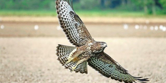 Nomen est Omen: Der Name des Mäusebussards ist Programm. Doch auf seinem Speiseplan stehen nicht nur Mäuse, sondern auch Würmer, Amphibien und Kleinsäuger.