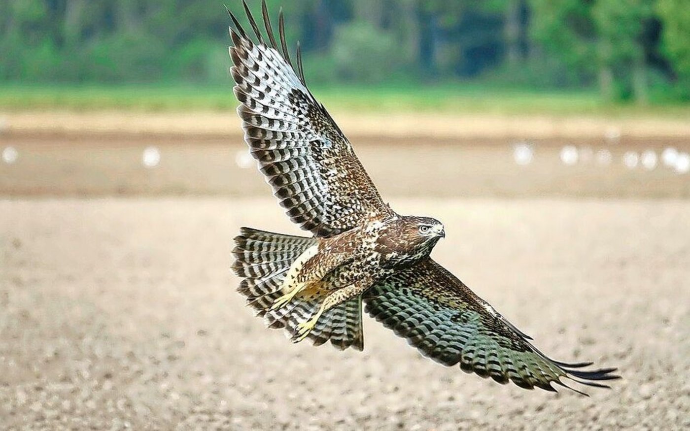 Nomen est Omen: Der Name des Mäusebussards ist Programm. Doch auf seinem Speiseplan stehen nicht nur Mäuse, sondern auch Würmer, Amphibien und Kleinsäuger.