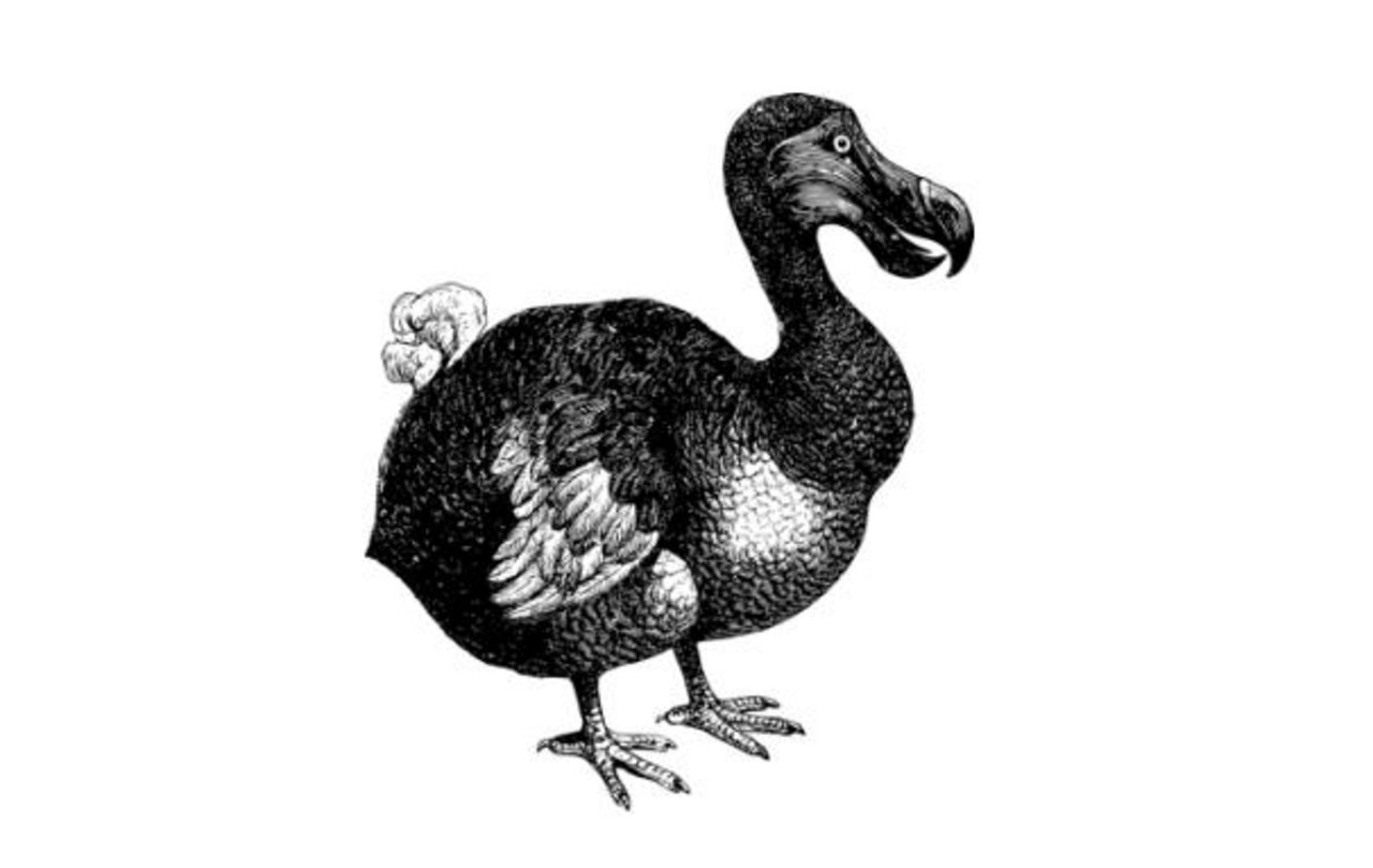 Der Dodo ist schon lange ausgestorben. Viele weitere Vogelarten sind ihm gefolgt. (Bild Pixabay)