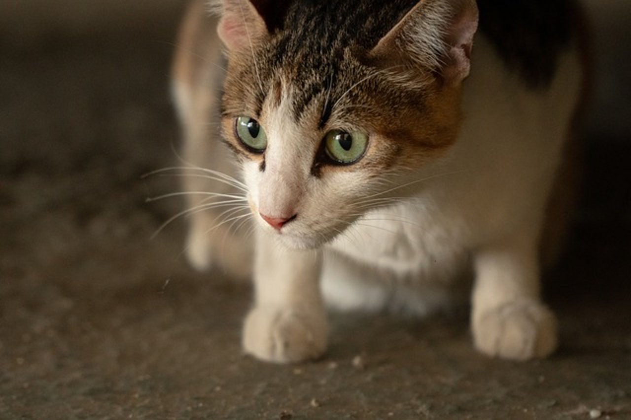 Der Schweizer Tierschutz STS und seine 71 Sektionen kastrieren jährlich rund 11000 verwilderte, herrenlose Katzen und Bauernhofkatzen. (Symbolbild Pixabay)