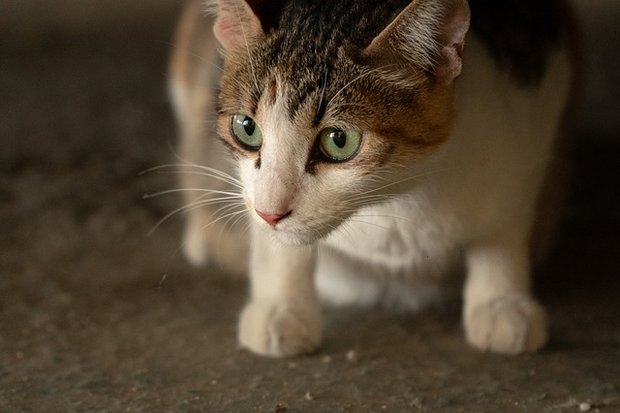 Jetzt die Katze kastrieren lassen Der Schweizer Tierschutz STS und seine 71 Sektionen kastrieren jährlich rund 11000 verwilderte, herrenlose Katzen und Bauernhofkatzen. (Symbolbild Pixabay)