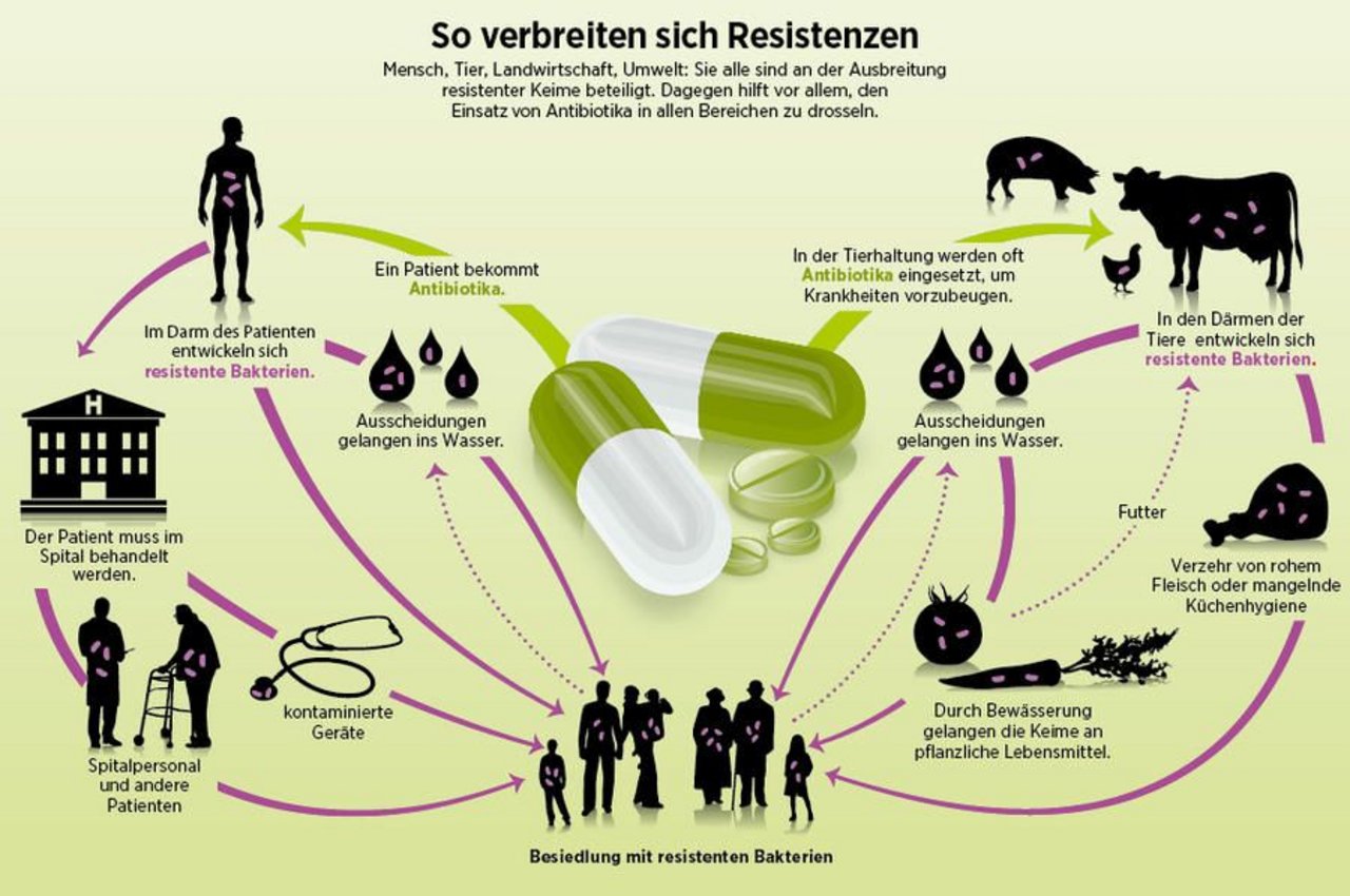 Es gibt mehrere Schnittstellen, bei welchen resistente Keime vom Nutztier auf den Menschen übertragen werden können; so beispielsweise auch über Kotresten, welche in den Wasserkreislauf gelangen. (Infografik Beobachter.ch)